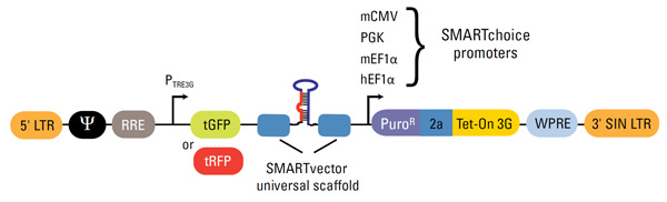 600x182 Smartvector Inducible Lentiviral Shrna