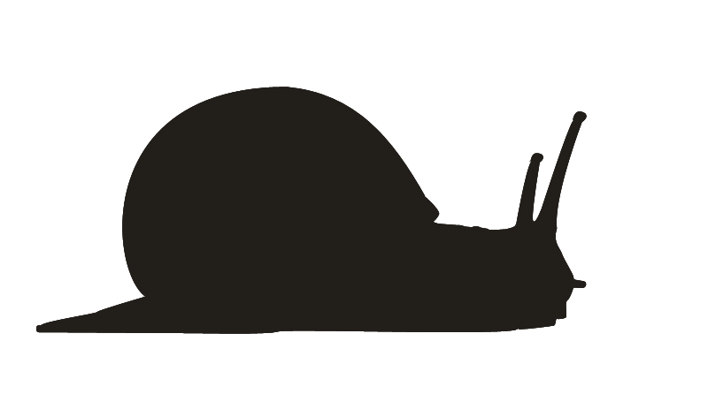800x472 Snail Vector
