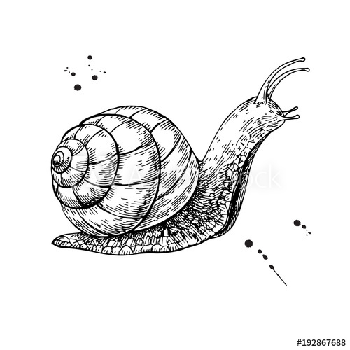 500x500 Snail Vector Drawing Hand Drawn Isolated Sketch Engraved Anima
