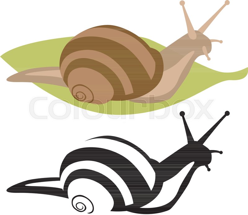 800x691 Snail Vector Illustration Flat Style Stock Vector Colourbox