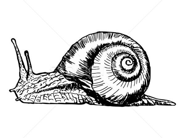 600x450 Snail Vector Illustration Oleksandr Kovalenko