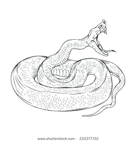 Snake Head Drawings 450x470 Snake Head Drawings