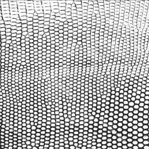 300x300 Seamless Pattern Of Snake Skin Vector Wallkeeper