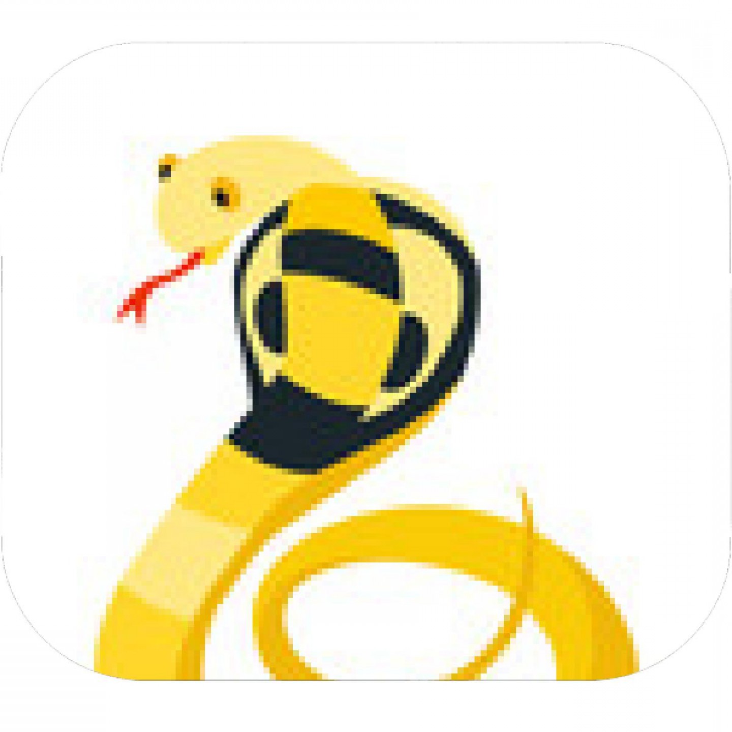 1440x1440 Snake Tongue Vector Savoyuptown