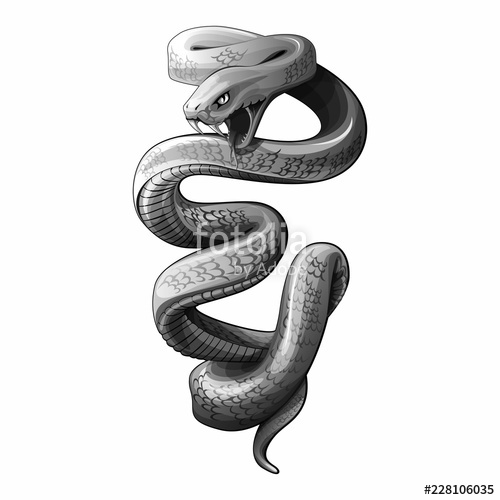500x500 Snake Vector Draw Stock Image And Royalty Free Vector