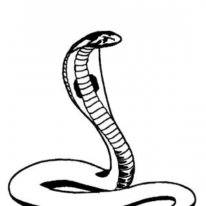 300x300 Hand Drawn Snake Vector Set Soidergi