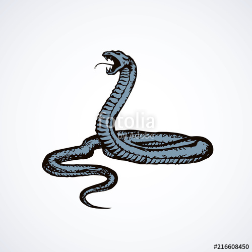 500x500 Snake Vector Drawing Stock Image And Royalty Free Vector