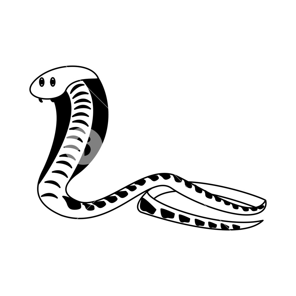 1000x1000 Cobra African Snake Vector Illustration Graphic Design Royalty