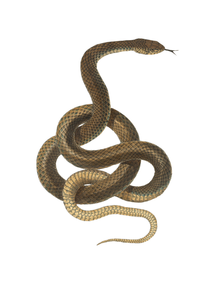700x1022 Snake Transparent Png Vector, Clipart