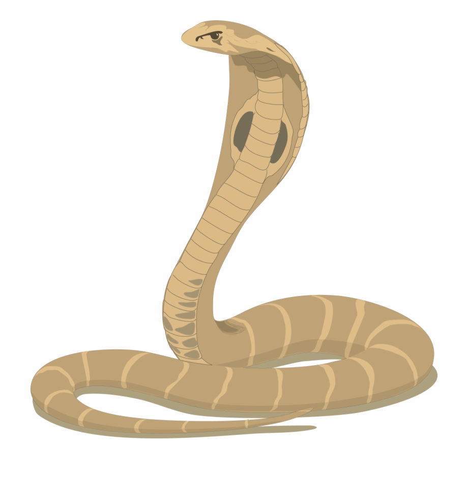 Snake Vector Png at Vectorified.com | Collection of Snake Vector Png ...