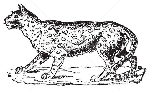 Ounce Or Snow Leopard, Vintage Engraving Vector Illustration 600x361 Ounce Or Snow Leopard, Vintage Engraving Vector Illustration