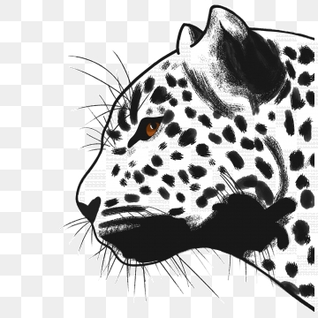 Download Snow Leopard Vector at Vectorified.com | Collection of ...