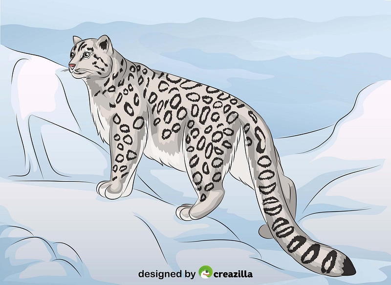 Download Snow Leopard Vector at Vectorified.com | Collection of ...