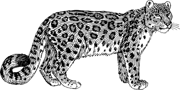 Snow Leopard Free Vector In Open Office Drawing 600x301 Snow Leopard Free Vector In Open Office Drawing
