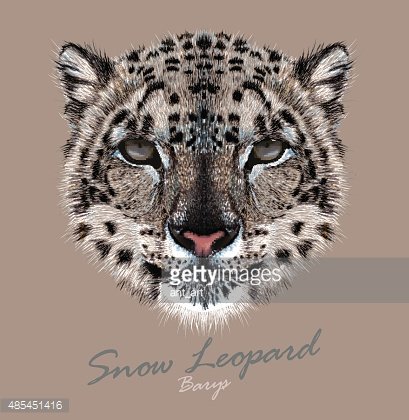 Vector Portrait Of A Snow Leopard Stock Vectors 409x420 Vector Portrait Of A Snow Leopard Stock Vectors