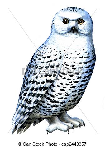 Snowy Owl Clip Art 337x470 Snowy Owl Clip Art