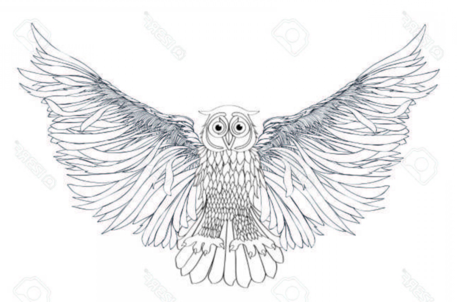 Photostock Vector Graphic Illustration Of Flying Owl Vector 1560x1032 Photostock Vector Graphic Illustration Of Flying Owl Vector