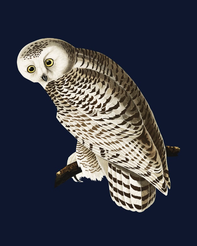 Snowy Owl Vectors, Photos And Free Download 626x782 Snowy Owl Vectors, Photos And Free Download