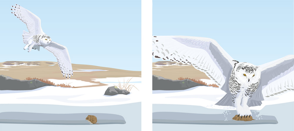 Snowy Owl Vector Illustration 1000x446 Snowy Owl Vector Illustration