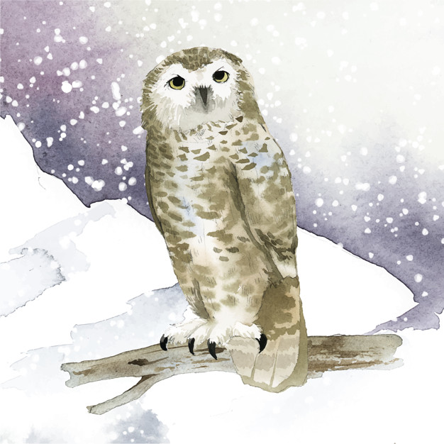 Snowy Owl In Winter Watercolor Style Vector Vector Free Download 626x626 Snowy Owl In Winter Watercolor Style Vector Vector Free Download