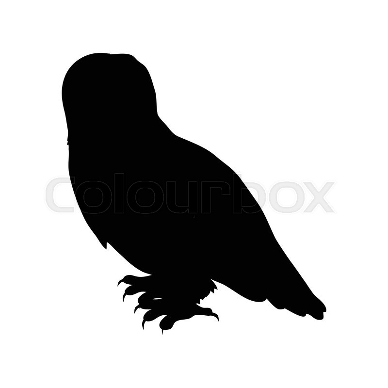 800x800 Snowy Owl Vector Predatory Birds Stock Vector Colourbox