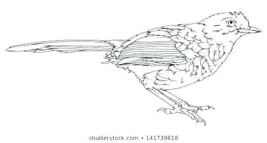 Owl Line Drawing 520x280 Owl Line Drawing