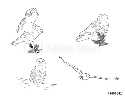 Snowy Owl Illustration 500x386 Snowy Owl Illustration