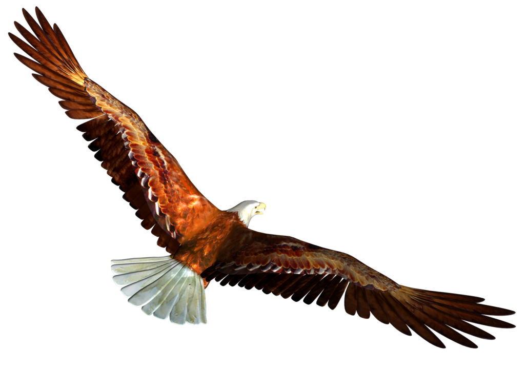 1024x724 Soaring Eagle Png Clip