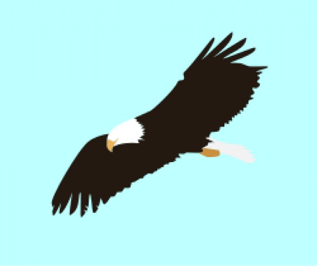 626x525 Soaring Eagle Vector Free Download