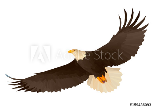 500x354 Soaring Eagle In The Sky, Bottom View