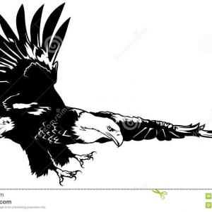 Soaring Eagle Vector at Vectorified.com | Collection of Soaring Eagle ...