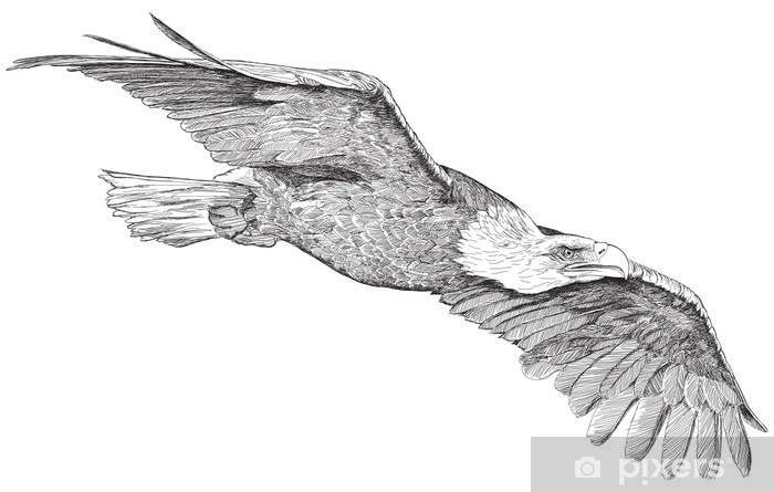 700x445 Soaring Eagle