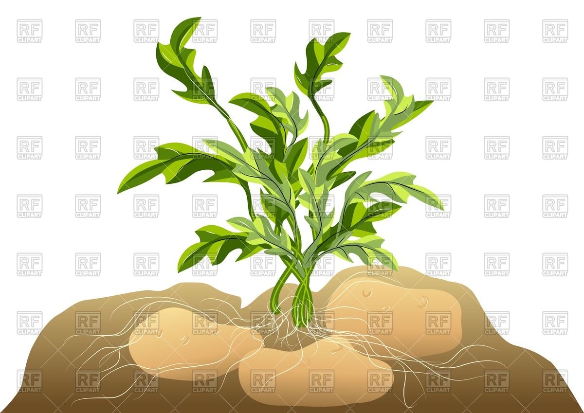 Potato In Soil Vector Image Of Plants And Animals Arkela 1200x849 Potato In Soil Vector Image Of Plants And Animals Arkela