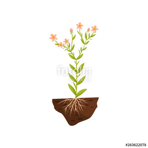 Tall Plant With Pink Flowers And Roots In The Soil Vector 500x500 Tall Plant With Pink Flowers And Roots In The Soil Vector