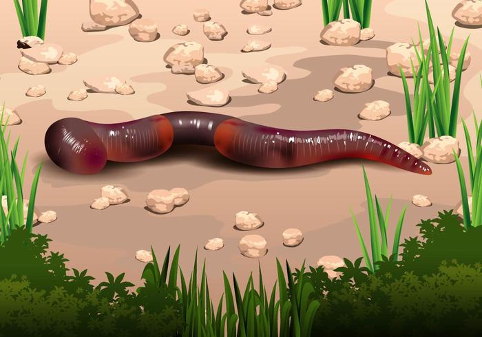 Earthworm In Soil Vector 700x490 Earthworm In Soil Vector