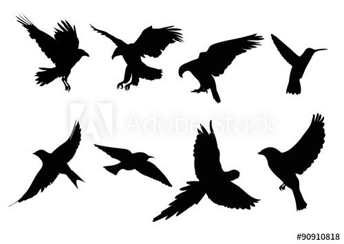 500x354 Sombras De Aves