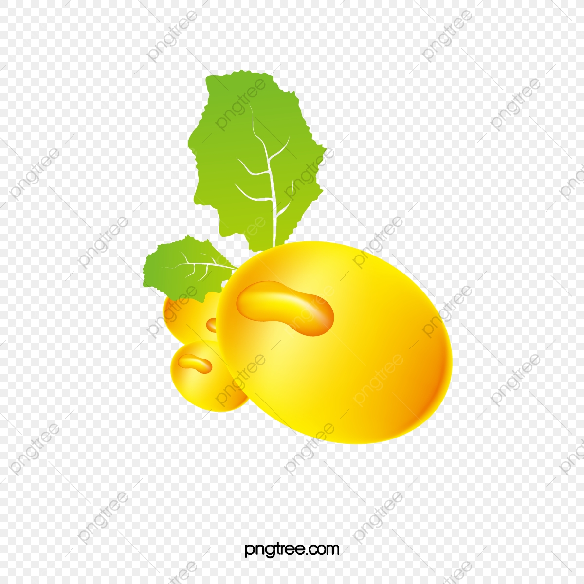 1200x1200 Soybean Material, Soy, Beans, Yellow Png And Vector