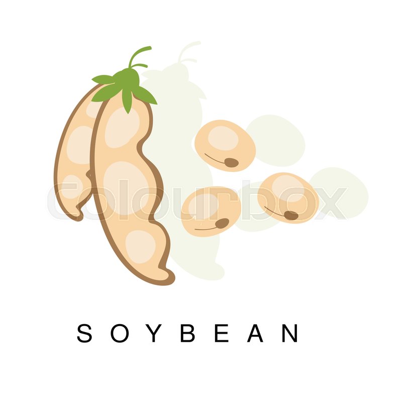 800x800 Soybean Pod, Infographic Illustration Stock Vector Colourbox