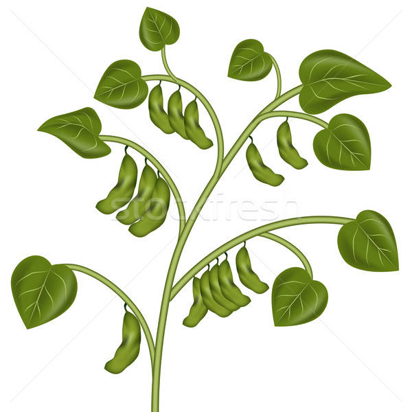 600x600 Soybean Stock Vectors, Illustrations And Cliparts Stockfresh