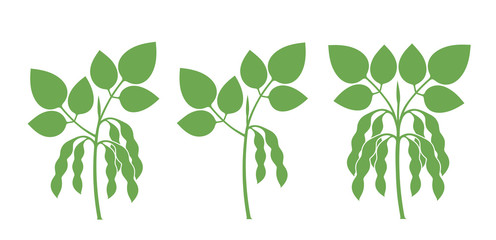 496x240 Soybean Vector Photos, Royalty Free Images, Graphics, Vectors