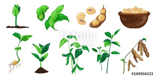 500x250 Soybean Icons Set Cartoon Set Of Soybean Vector Icons For Web
