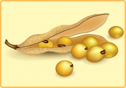 524x368 Vector Soybean Oil Free Vector Download