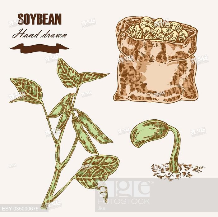 701x700 Hand Drawn Soy Plant Soy Twig And Soybean Vector Illustration