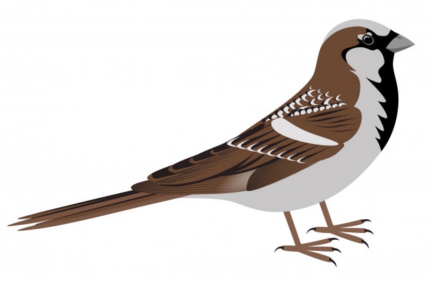 626x413 Sparrow Vectors, Photos And Free Download