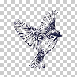 Sparrow Vector