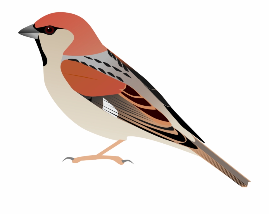 920x733 Sparrow Vector Png Png Download