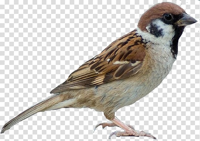 646x456 Sparrow Vector Transparent Background Png Cliparts Free Download