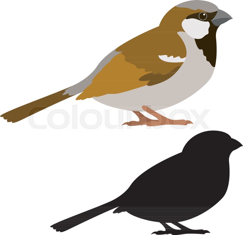 800x774 Sparrow Vector Illustration Style Flat Stock Vector Colourbox