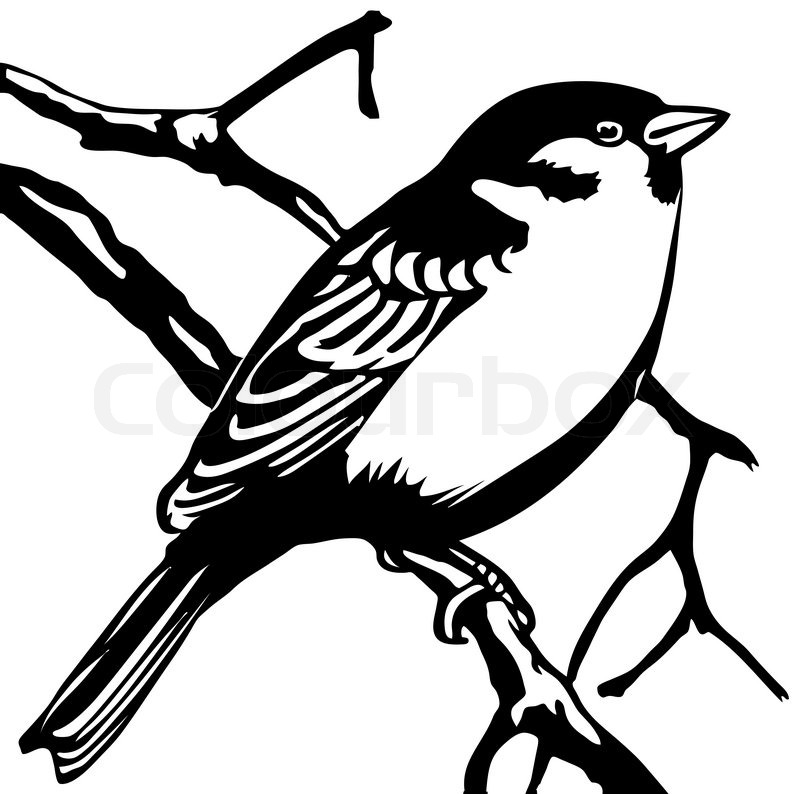 800x794 Vector Silhouette Sparrow On White Stock Vector Colourbox