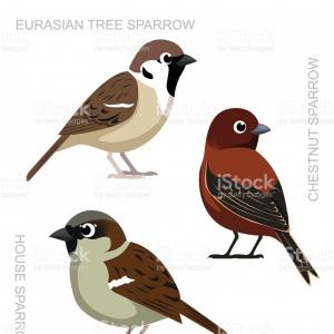 300x300 Bird Sparrow Set Cartoon Vector Illustration Gm Catchsplace